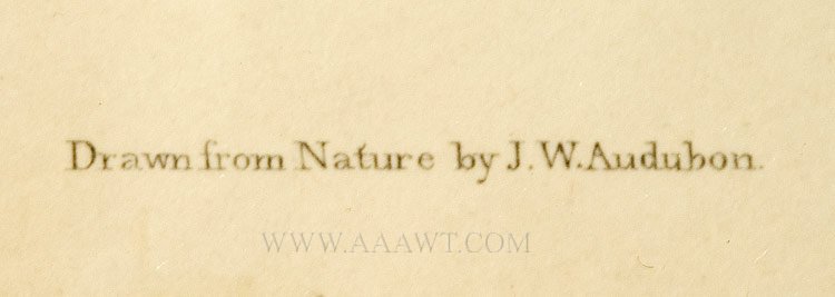 Audubon Print, American Black Bear, Male and Female, Plate CXLI
The Viviparous Quadrupeds of North America
Ursus Americanus, Pallas
Signed and Dated J. T. Bowen, 1848, artist detail